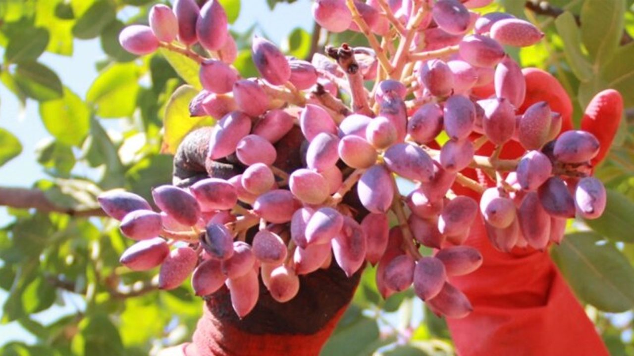 Turkey's Largest Pistachio Orchard/ Pistachio Garden | How to start a ...